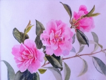 camellias13000_1_20130806_1826645834