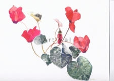 cyclamen_1_20130728_1638899135