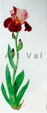 still-life_1_20130621_1092227806